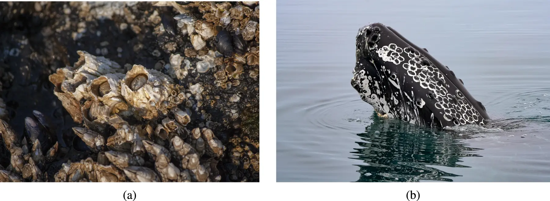 CMES | Free Full-Text | A Comprehensive Review of Barnacles Mating ...