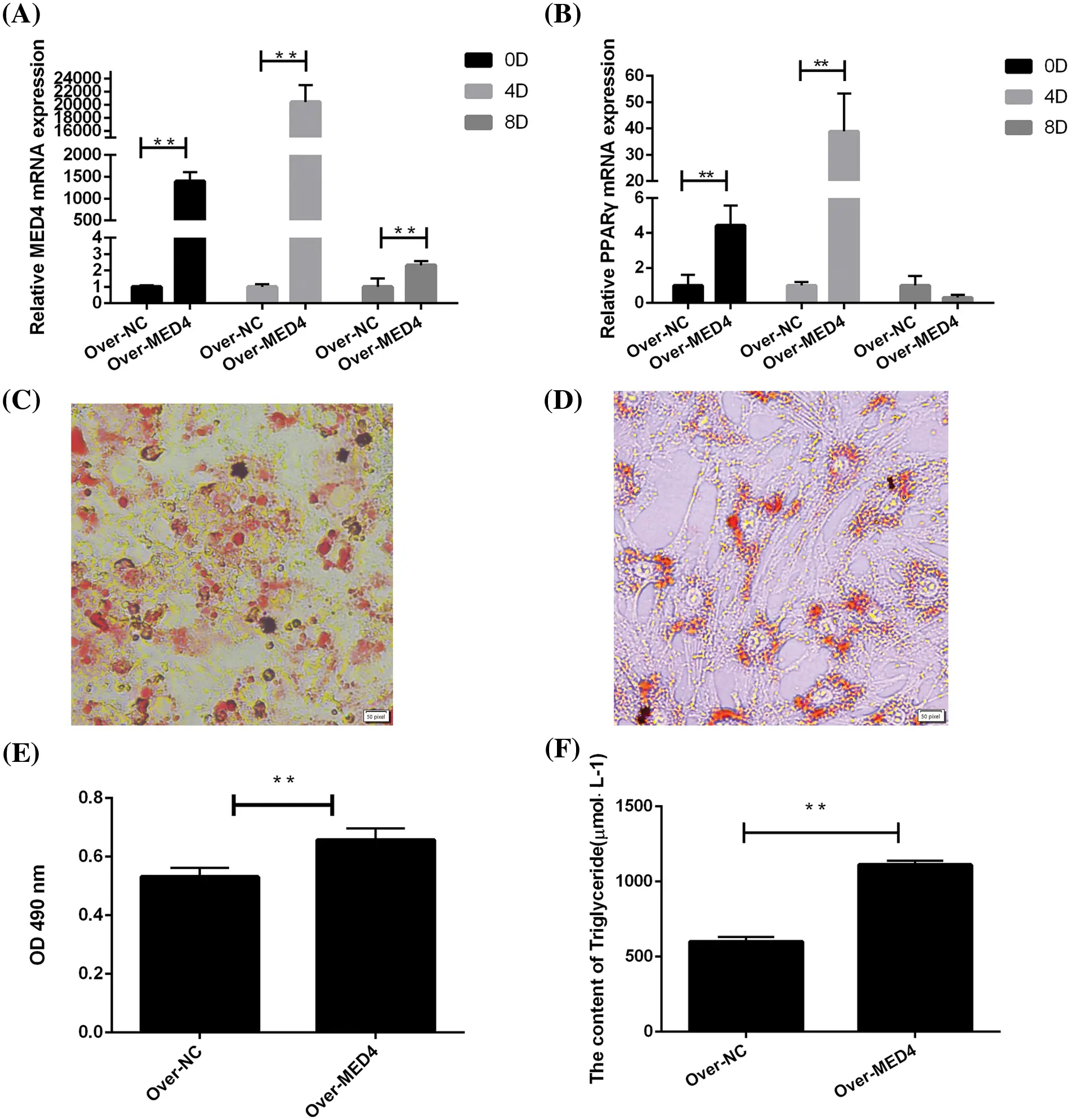BIOCELL | Free Full-Text | MED4 gene positively affects preadipocyte ...