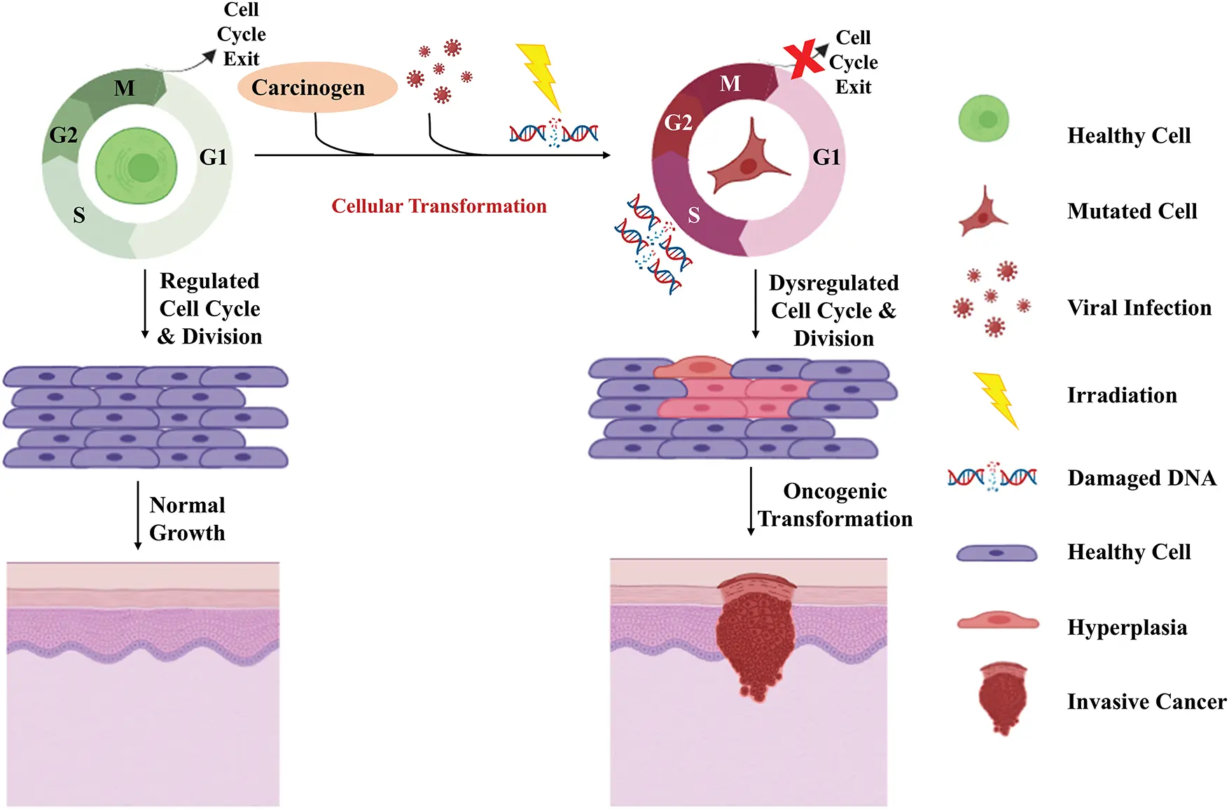 BIOCELL | Free Full-Text | Targeting cell cycle regulators: A new ...