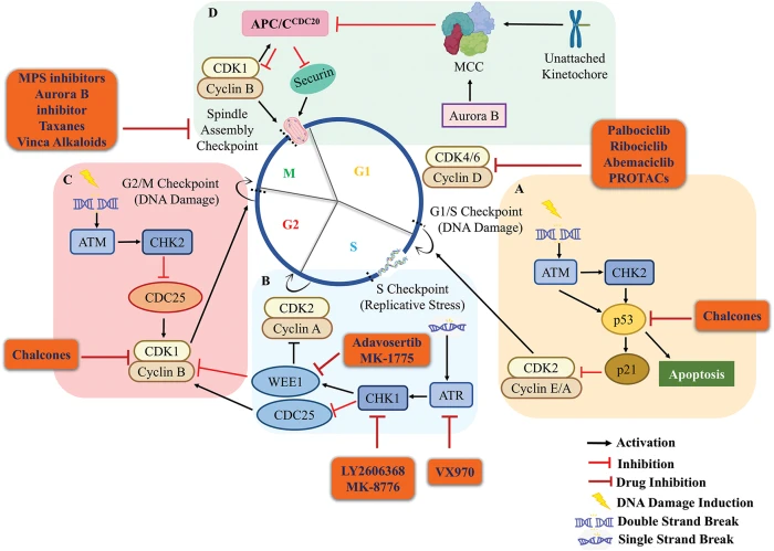 大きな取引 BIOCELL regulators cycle cell Targeting | Full-Text Free | その他