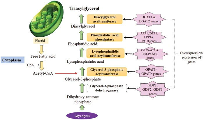 BIOCELL | Free Full-Text | Metabolic engineering and genome