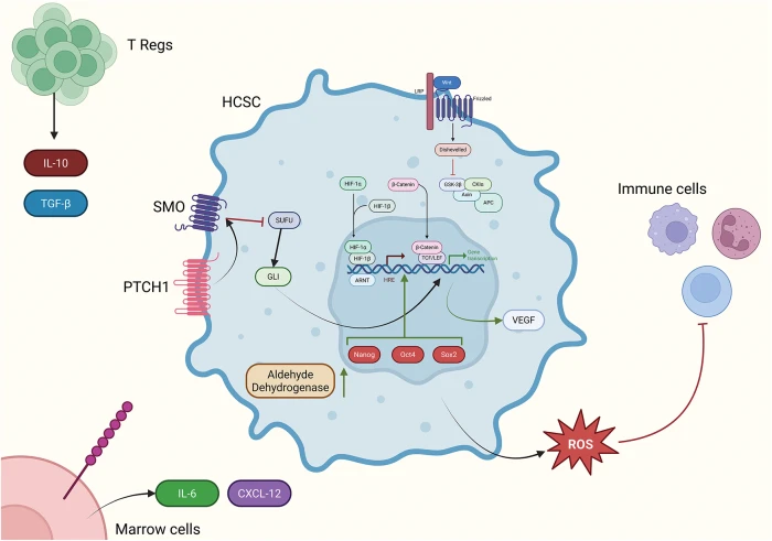 BIOCELL | Free Full-Text | Assessing the Hematological Cancer Stem