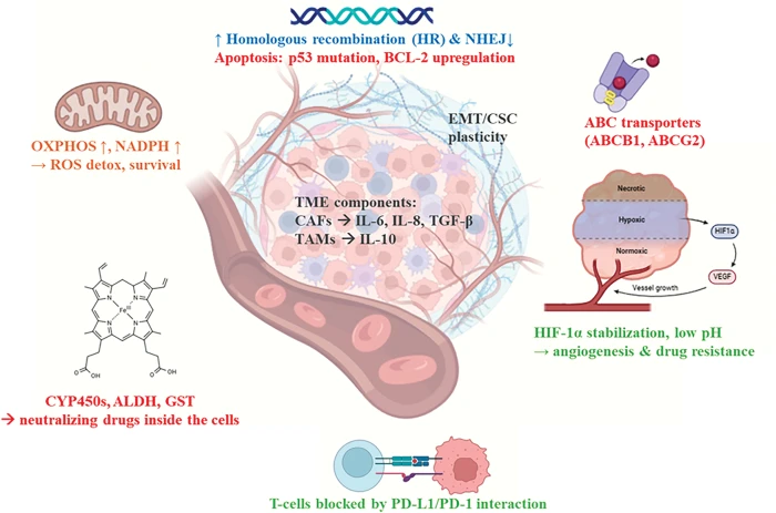 BIOCELL | Free Full-Text | Assessing the Hematological Cancer Stem