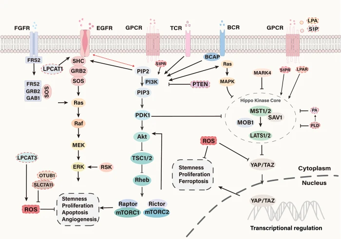 BIOCELL | Free Full-Text | Phospholipid Metabolism Reprogramming