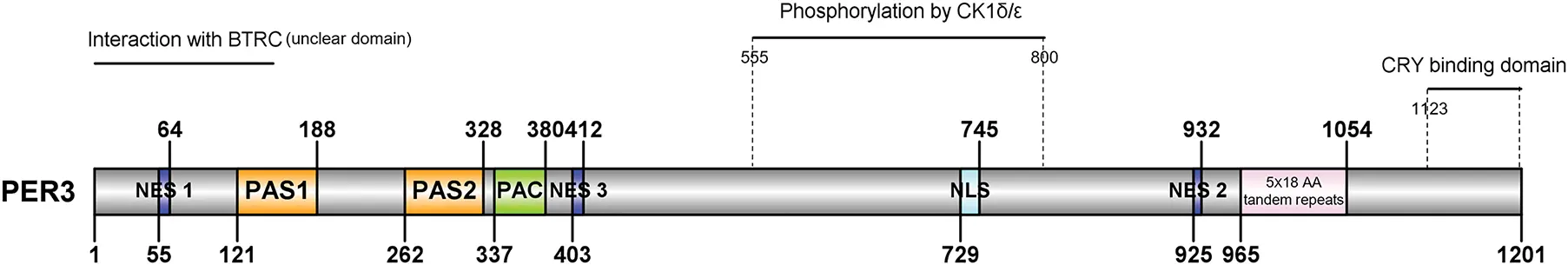 BIOCELL | Free Full-Text | The Versatile Role of Period Circadian ...