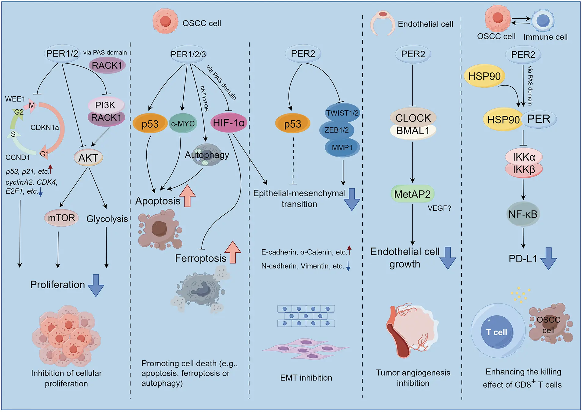 BIOCELL | Free Full-Text | The Versatile Role of Period Circadian ...
