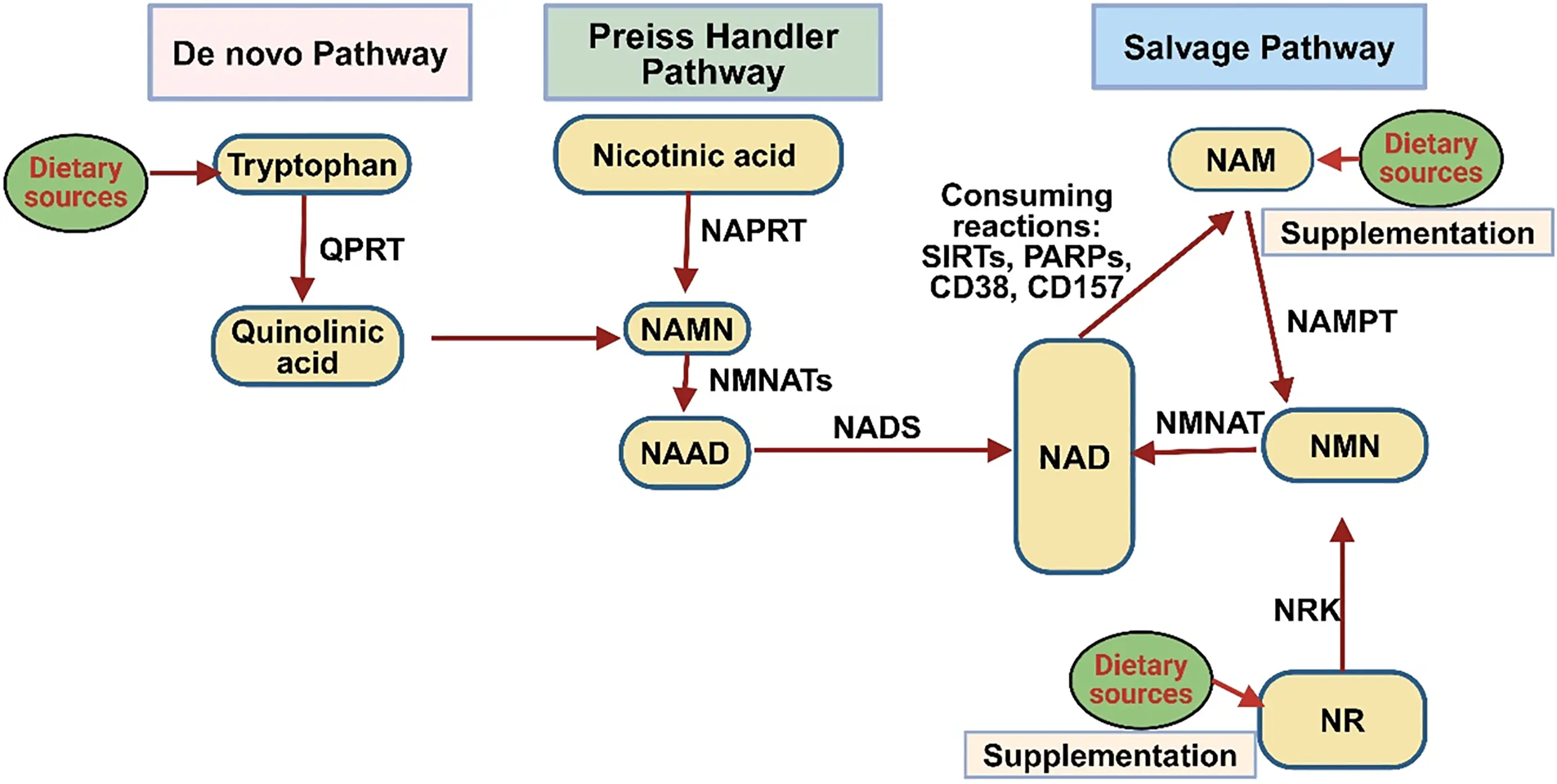 BIOCELL | Free Full-Text | The Crucial Role of NAD + in Mitochondrial ...