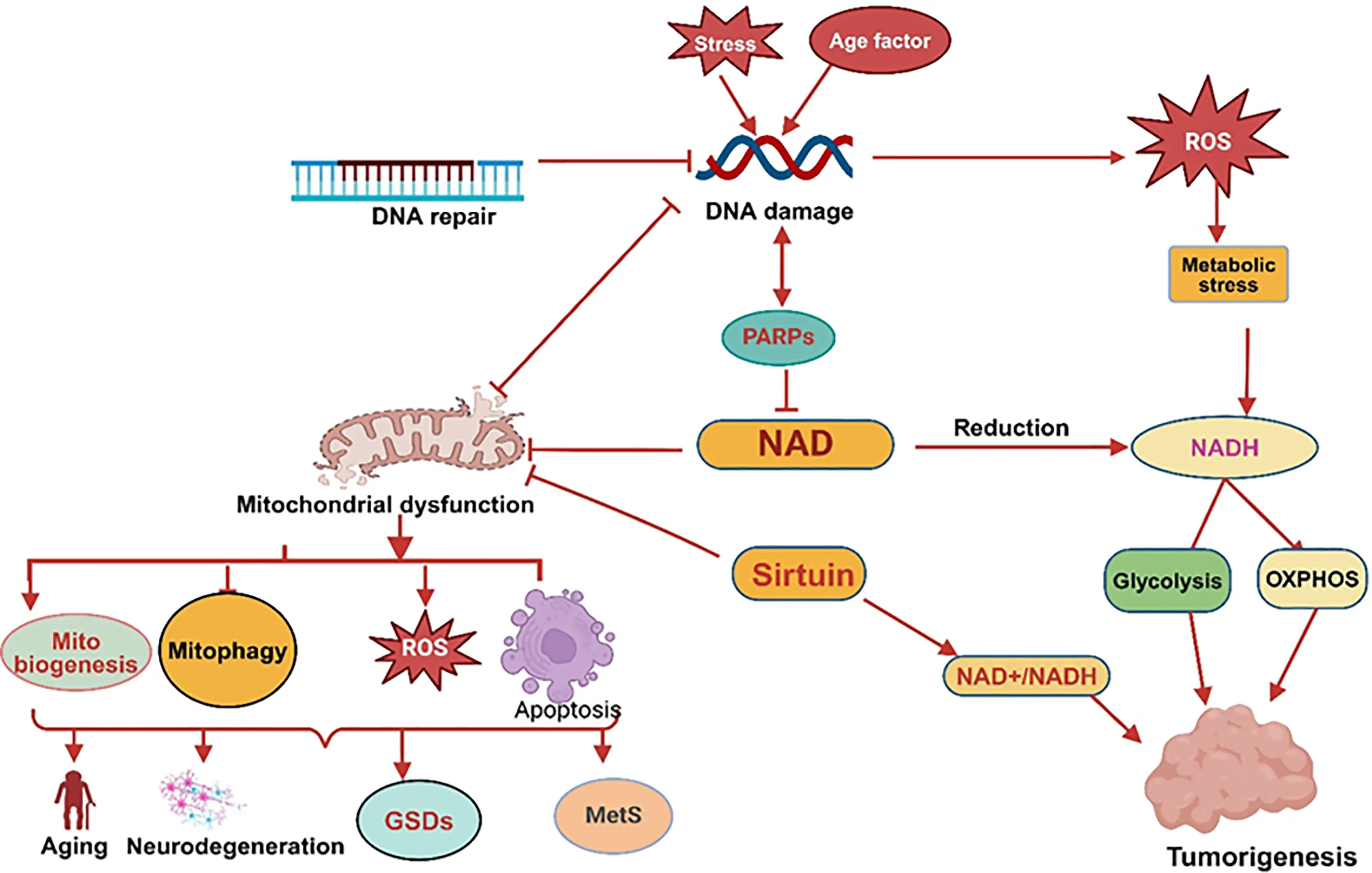 BIOCELL | Free Full-Text | The Crucial Role of NAD + in Mitochondrial ...