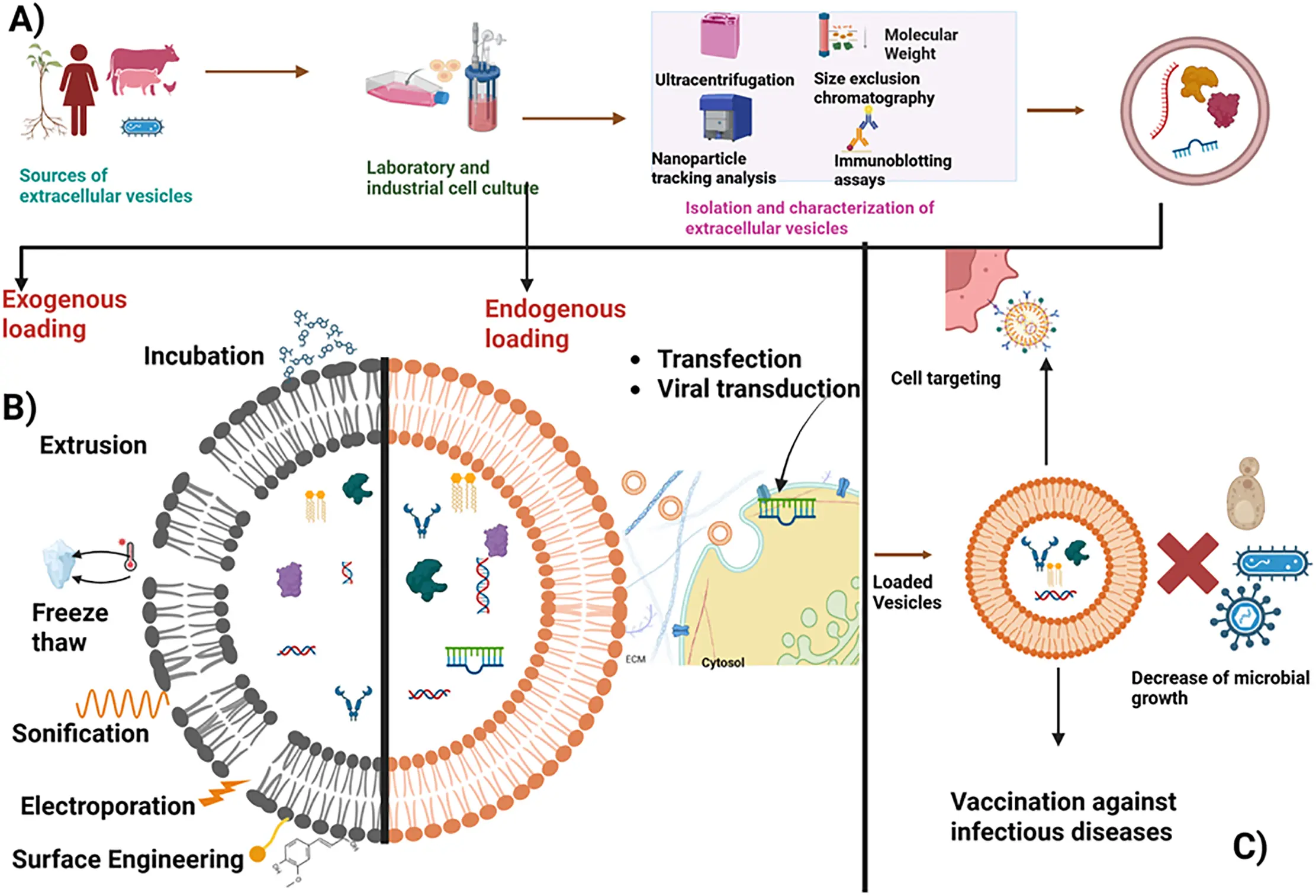 BIOCELL | Free Full-Text | Extracellular Vesicles as Therapeutic Tools ...