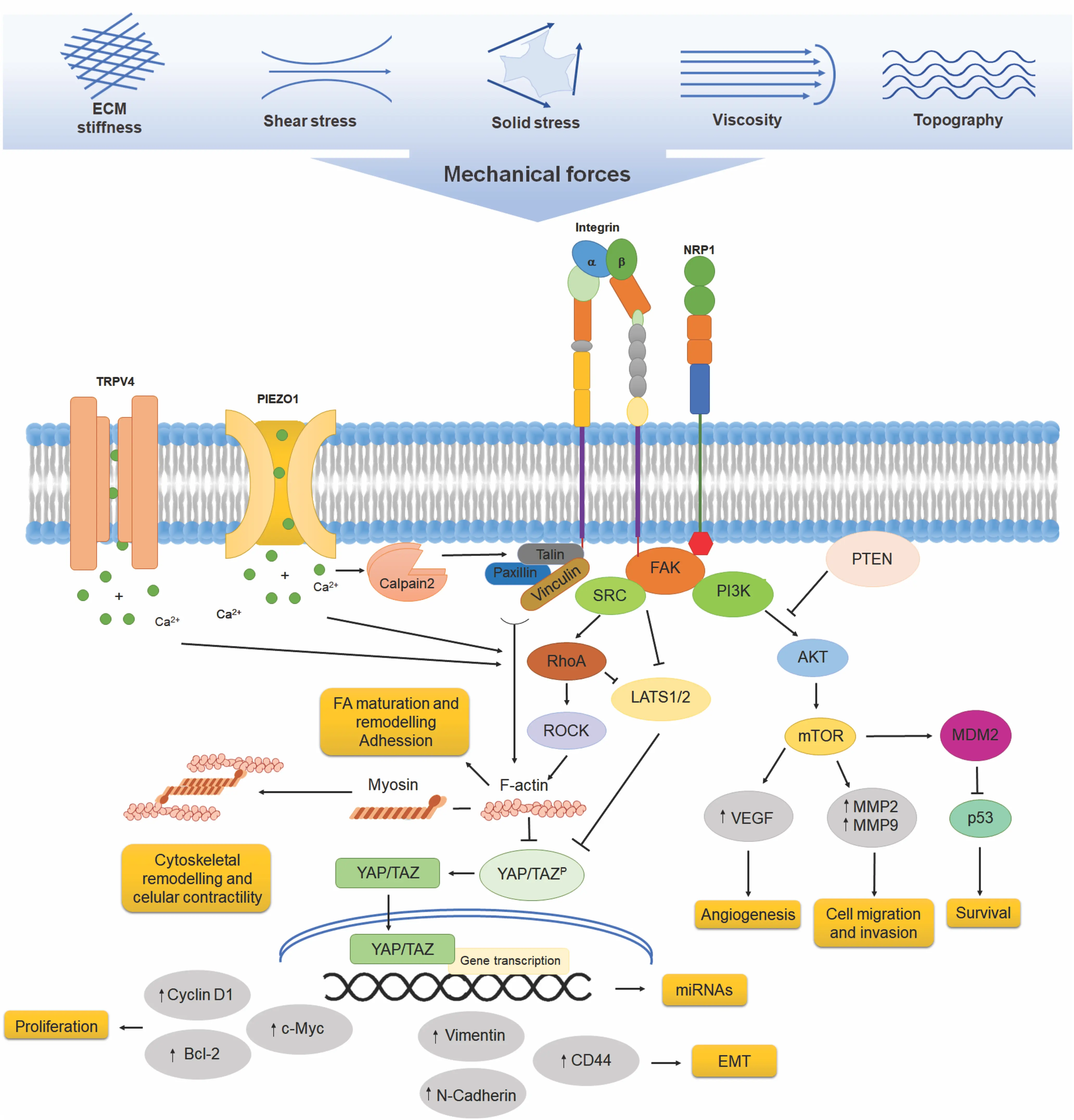 BIOCELL | Free Full-Text | The Role of miRNAs in Mechanotransduction ...
