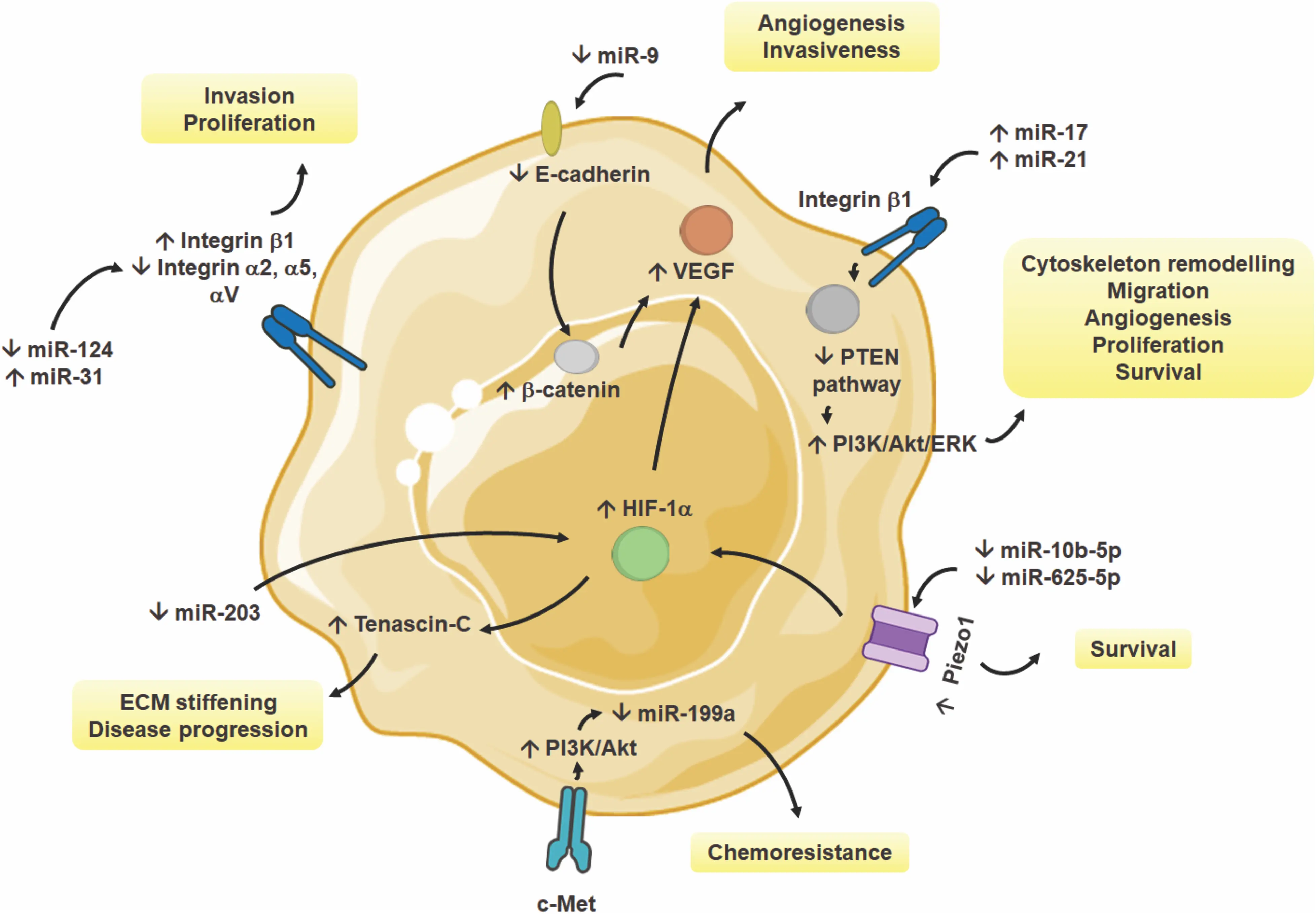 BIOCELL | Free Full-Text | The Role of miRNAs in Mechanotransduction ...
