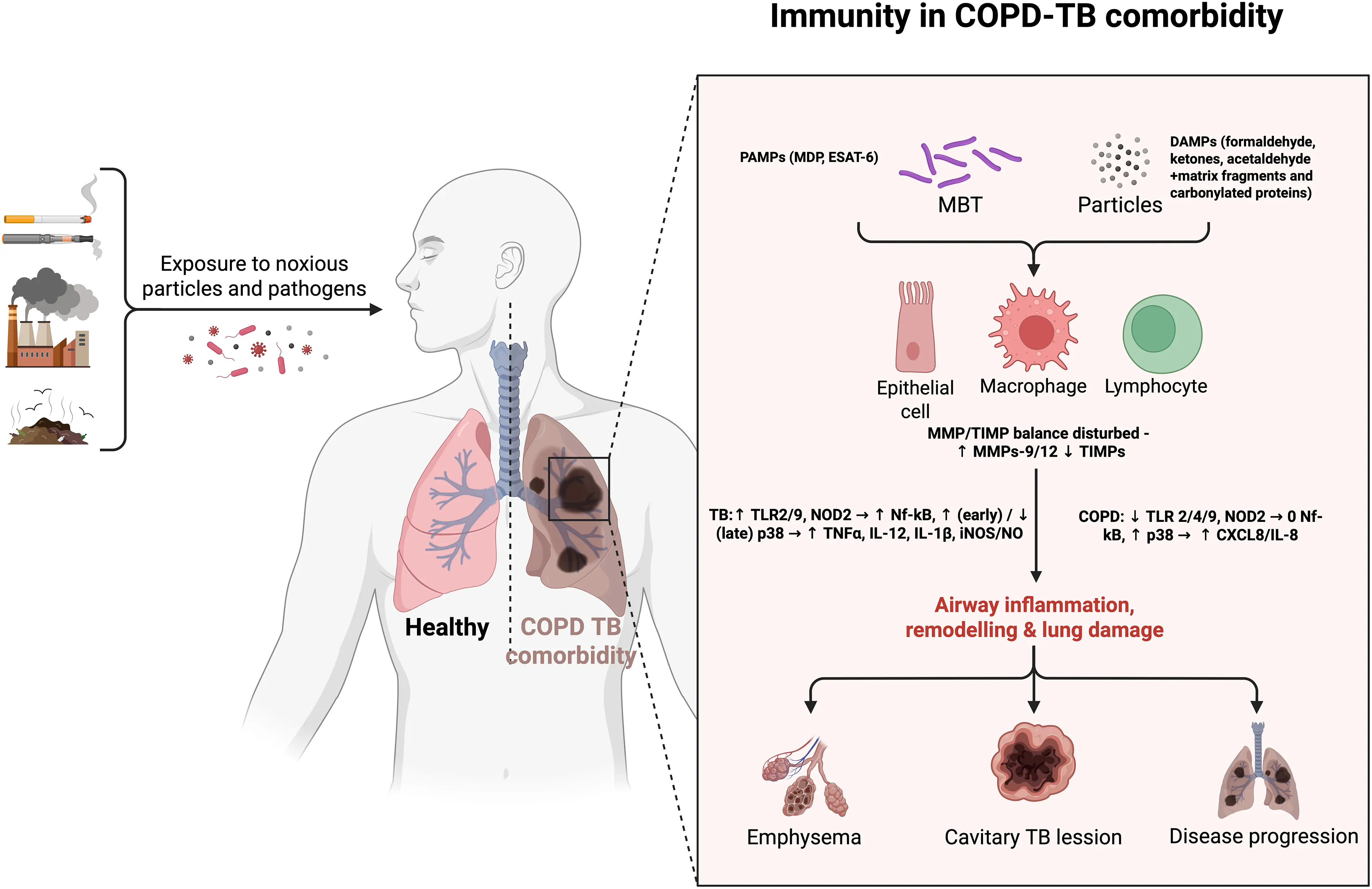 BIOCELL | Free Full-Text | Immune Mechanisms of the Comorbid Course of ...