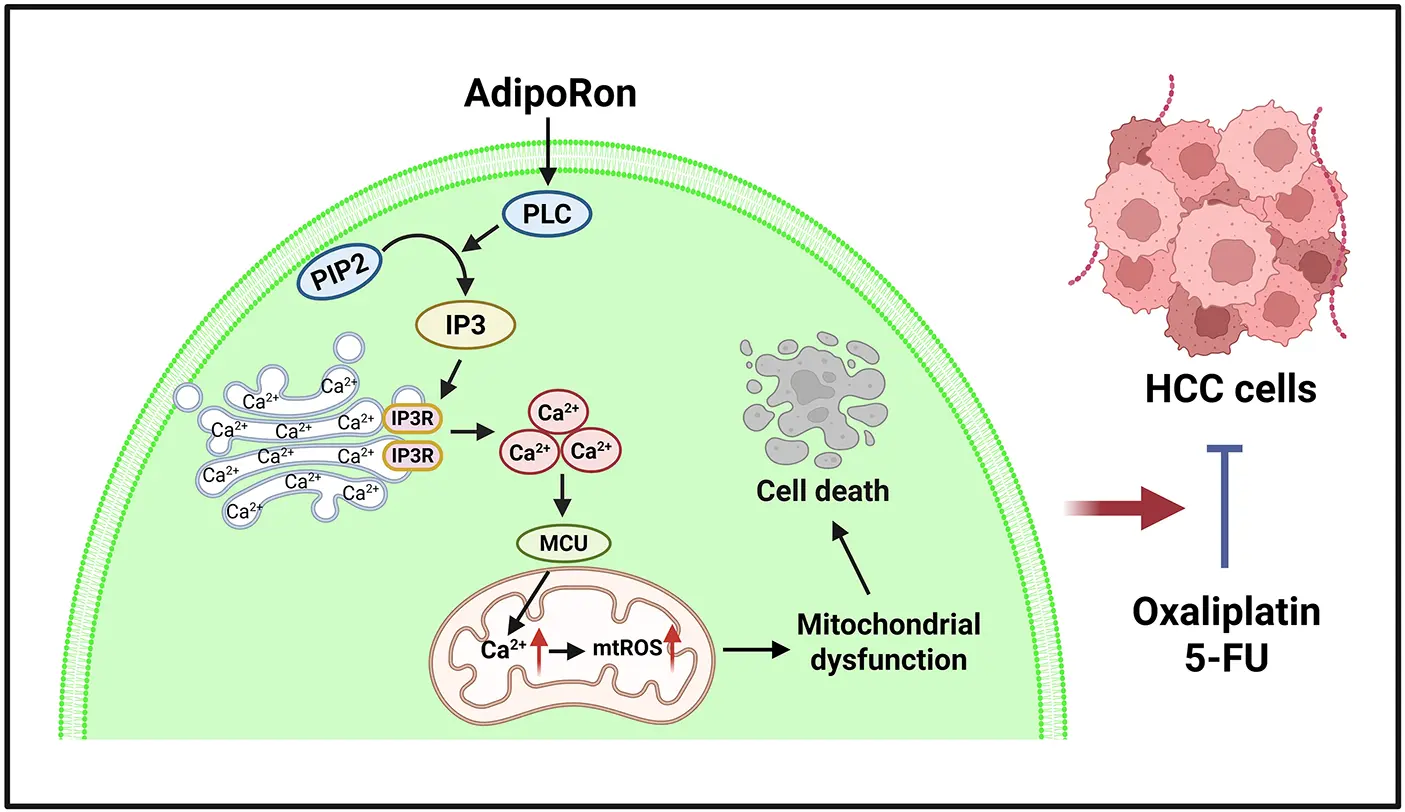 BIOCELL | Free Full-Text | AdipoRon Promotes Mitochondrial Ca 2 ...