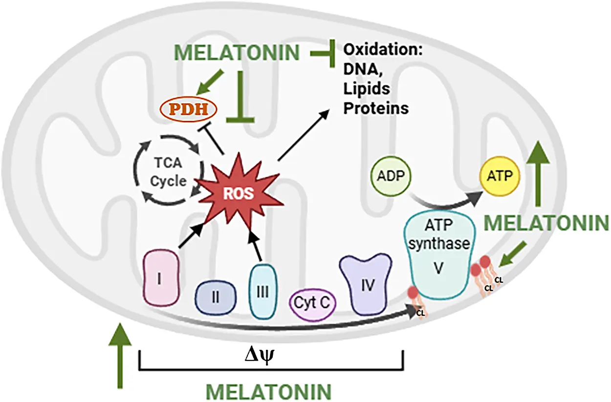 BIOCELL | Free Full-Text | Melatonin and Mitochondrial Function ...