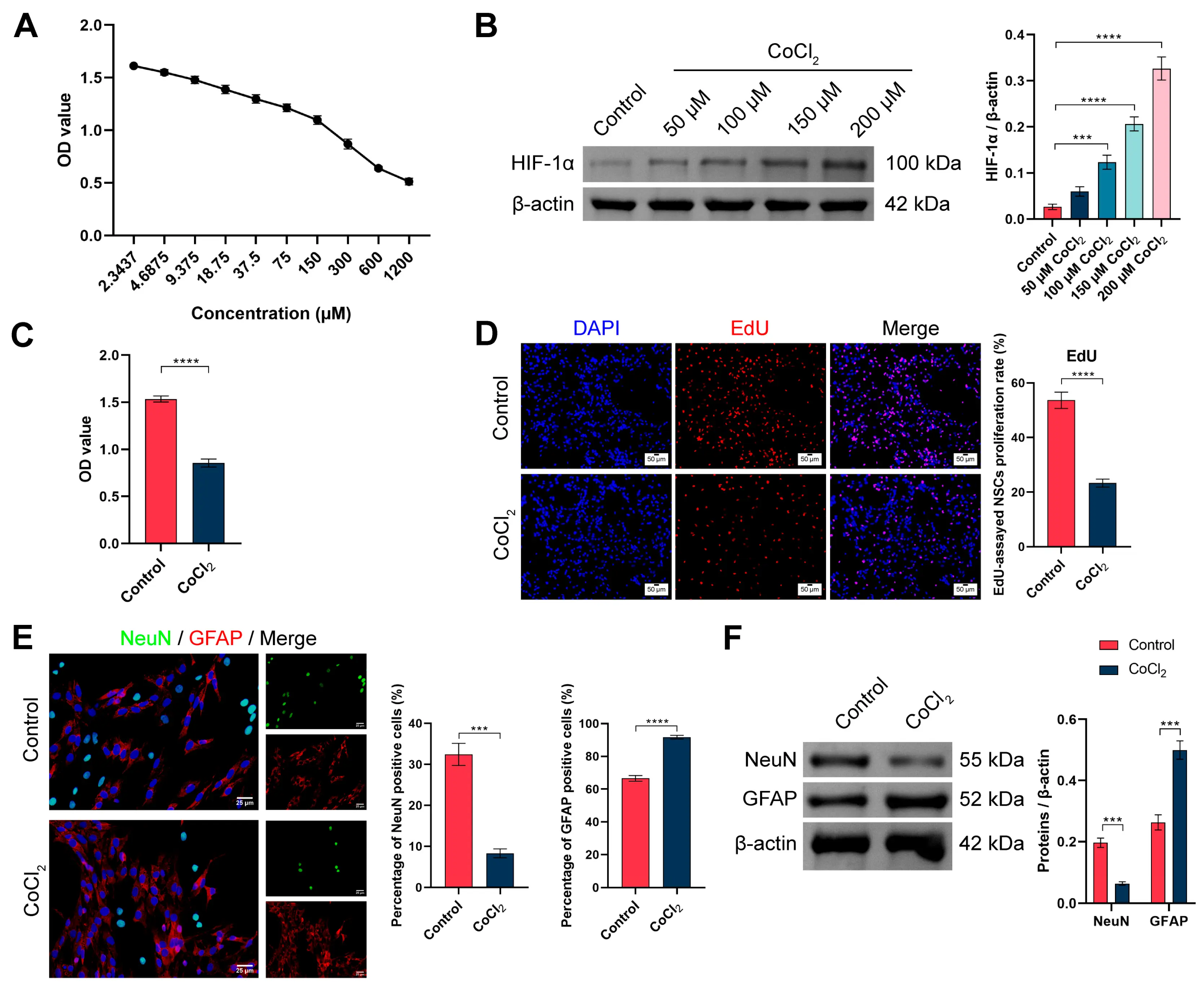 BIOCELL | Free Full-Text | Knockdown of PKM2 Promotes Proliferation and ...