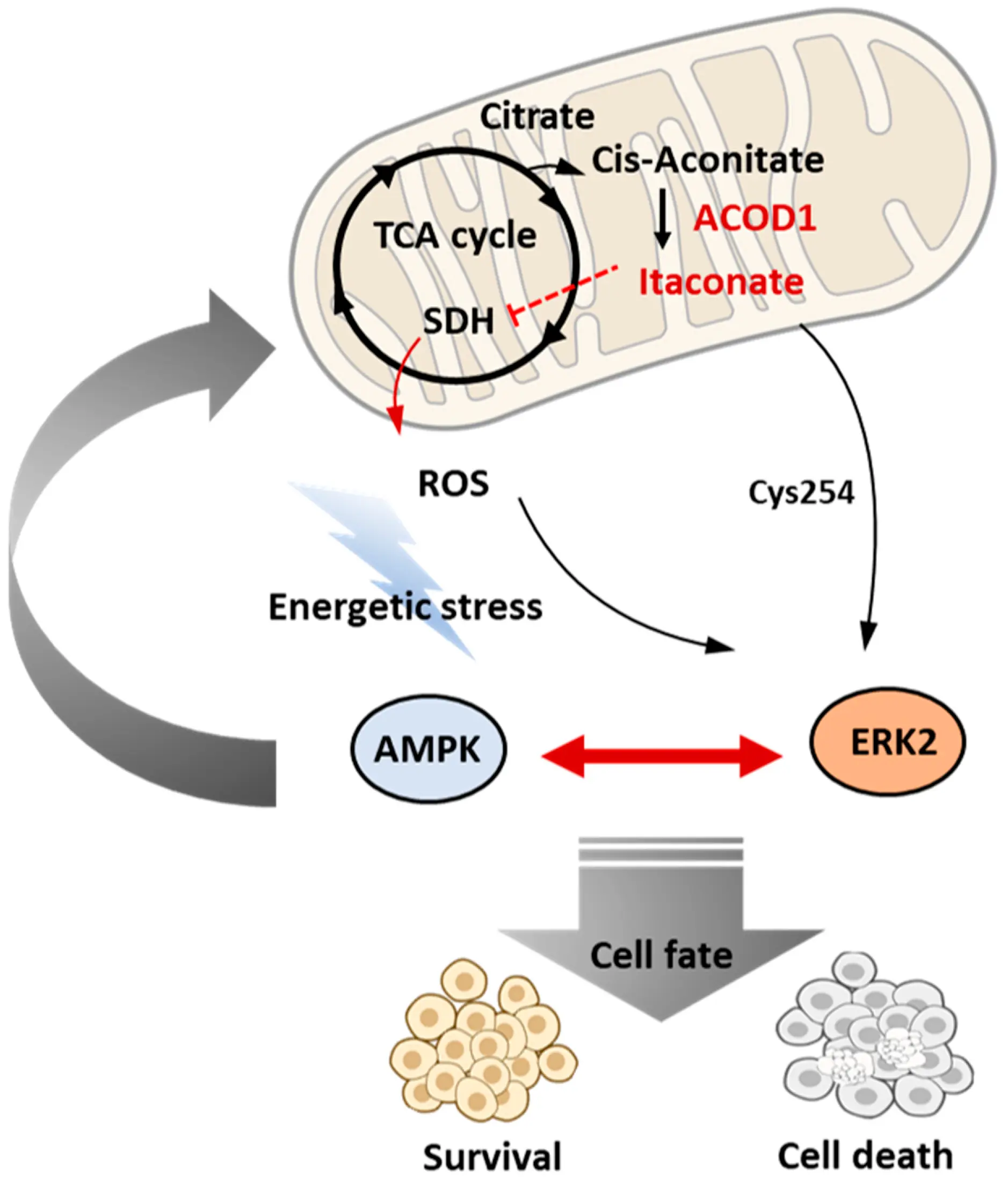BIOCELL | Free Full-Text | Emerging Role of ACOD1/Itaconate in Cancer ...
