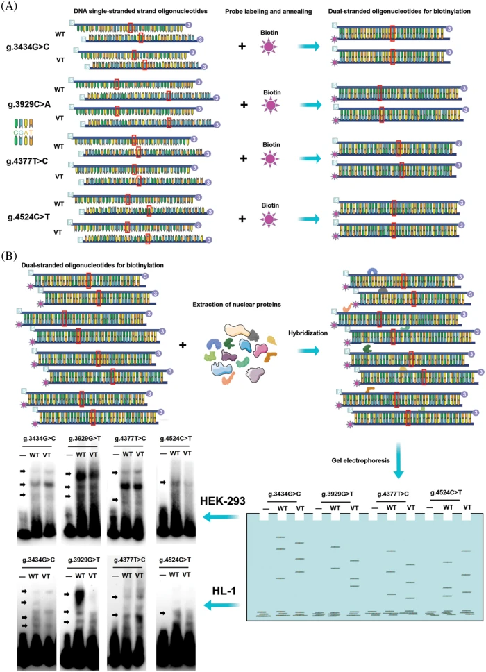 CHD | Free Full-Text | Genetic Analysis of Variants of the CHD | Free Full-Text | Genetic Analysis of Variants of the