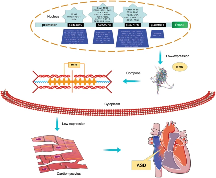 SCHD | Free Full-Text | Genetic Analysis of Variants of the <i