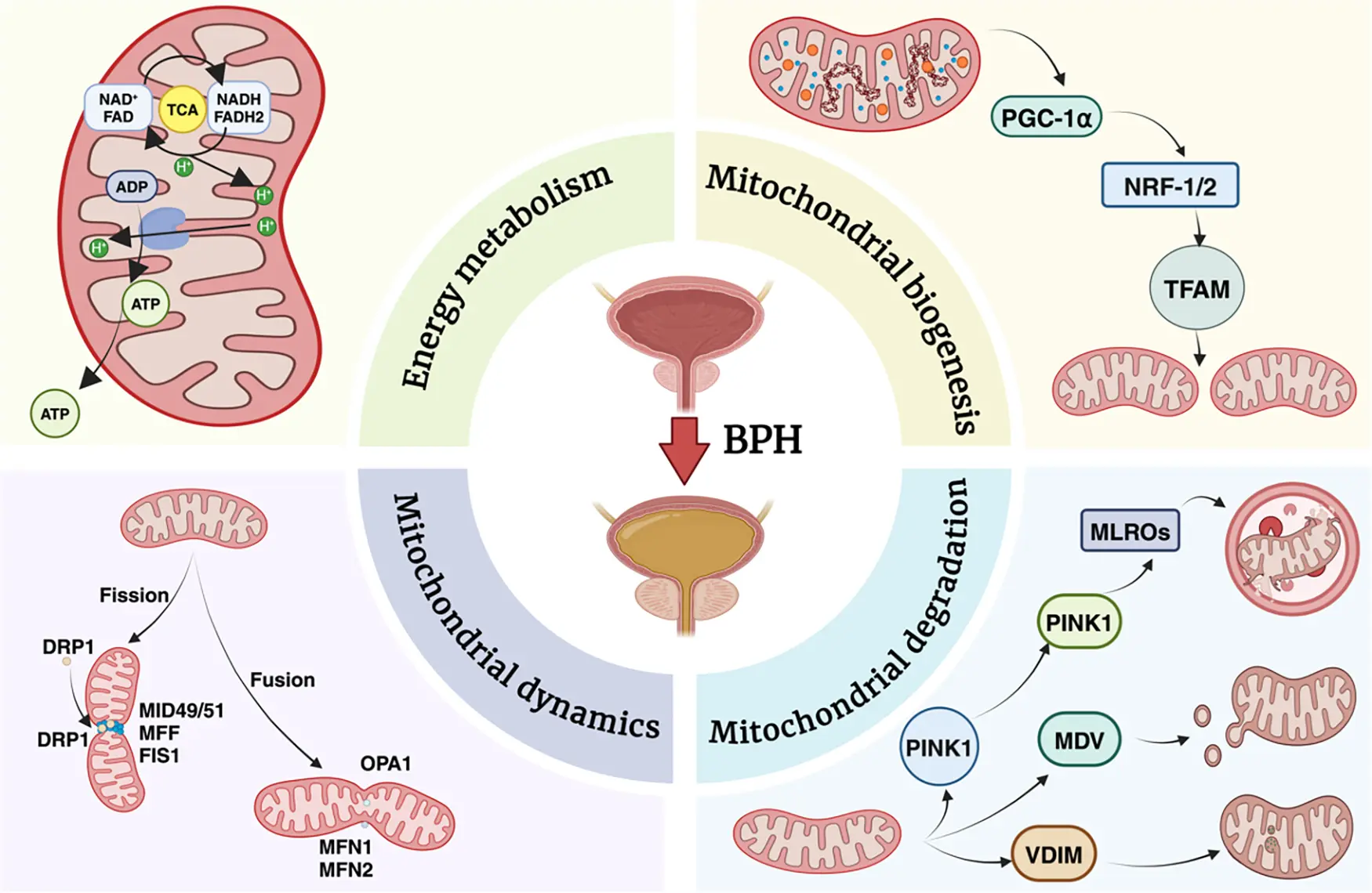 CJU | Free Full-Text | Crosstalk between mitochondrial dysfunction and ...