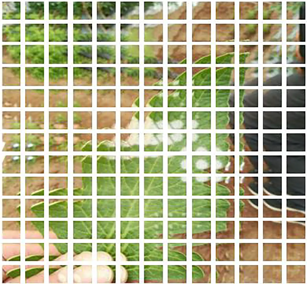 images