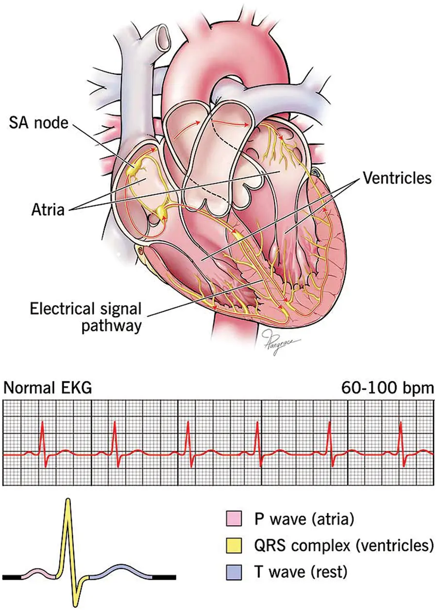 CMC | Free Full-Text | Heart-Net: A Multi-Modal Deep Learning Approach ...