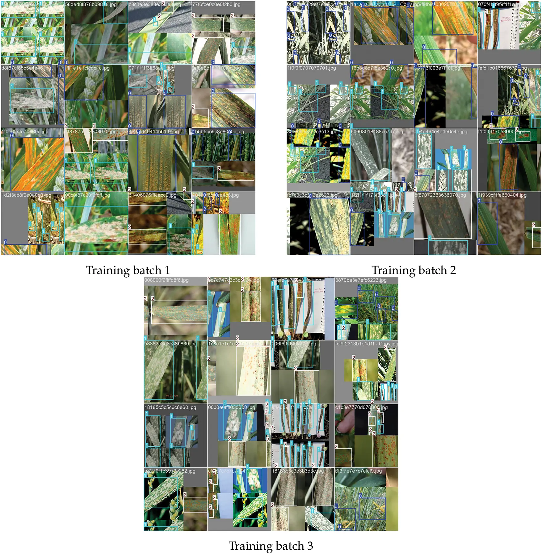 images
