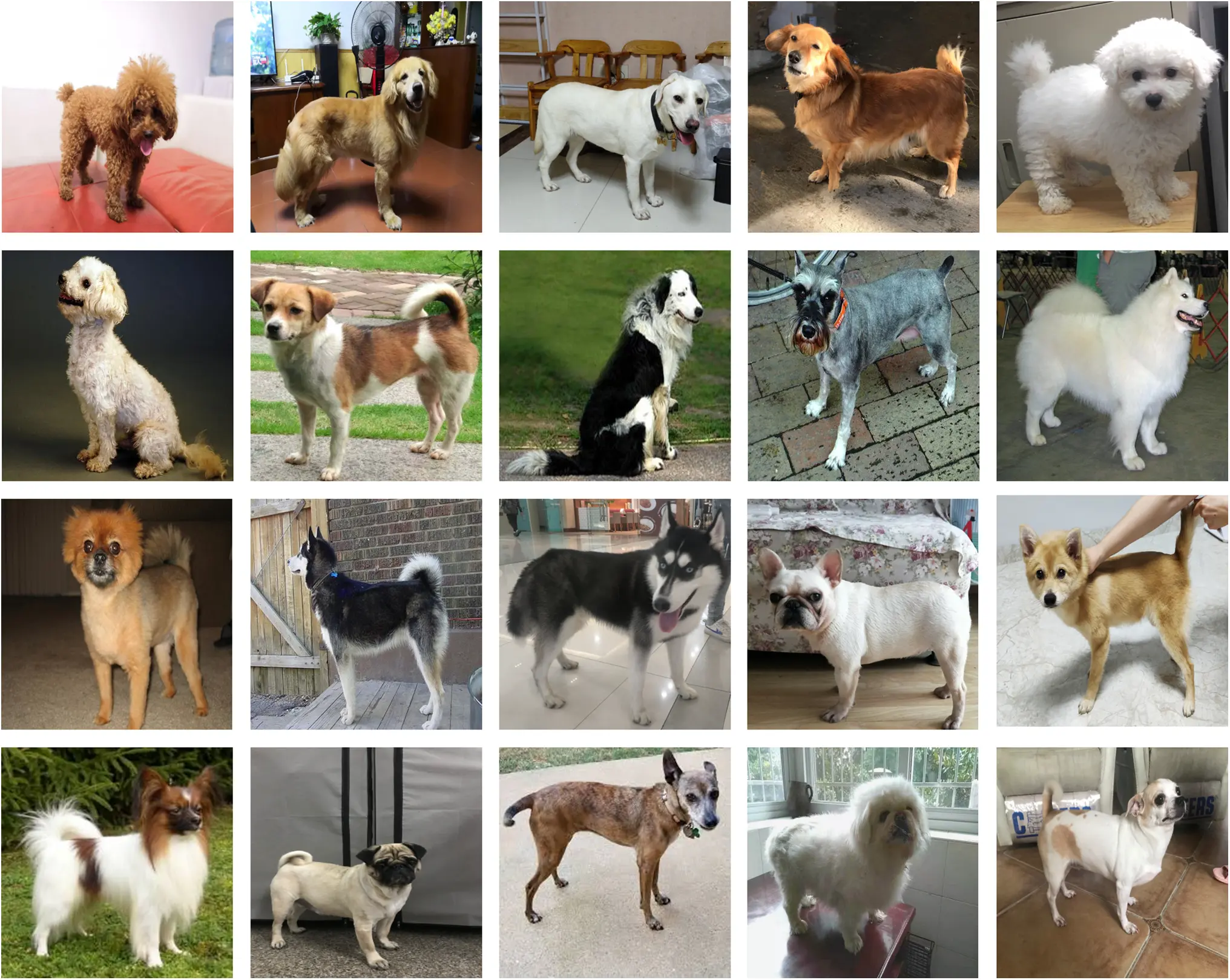 CMC | Free Full-Text | Head-Body Guided Deep Learning Framework for Dog ...