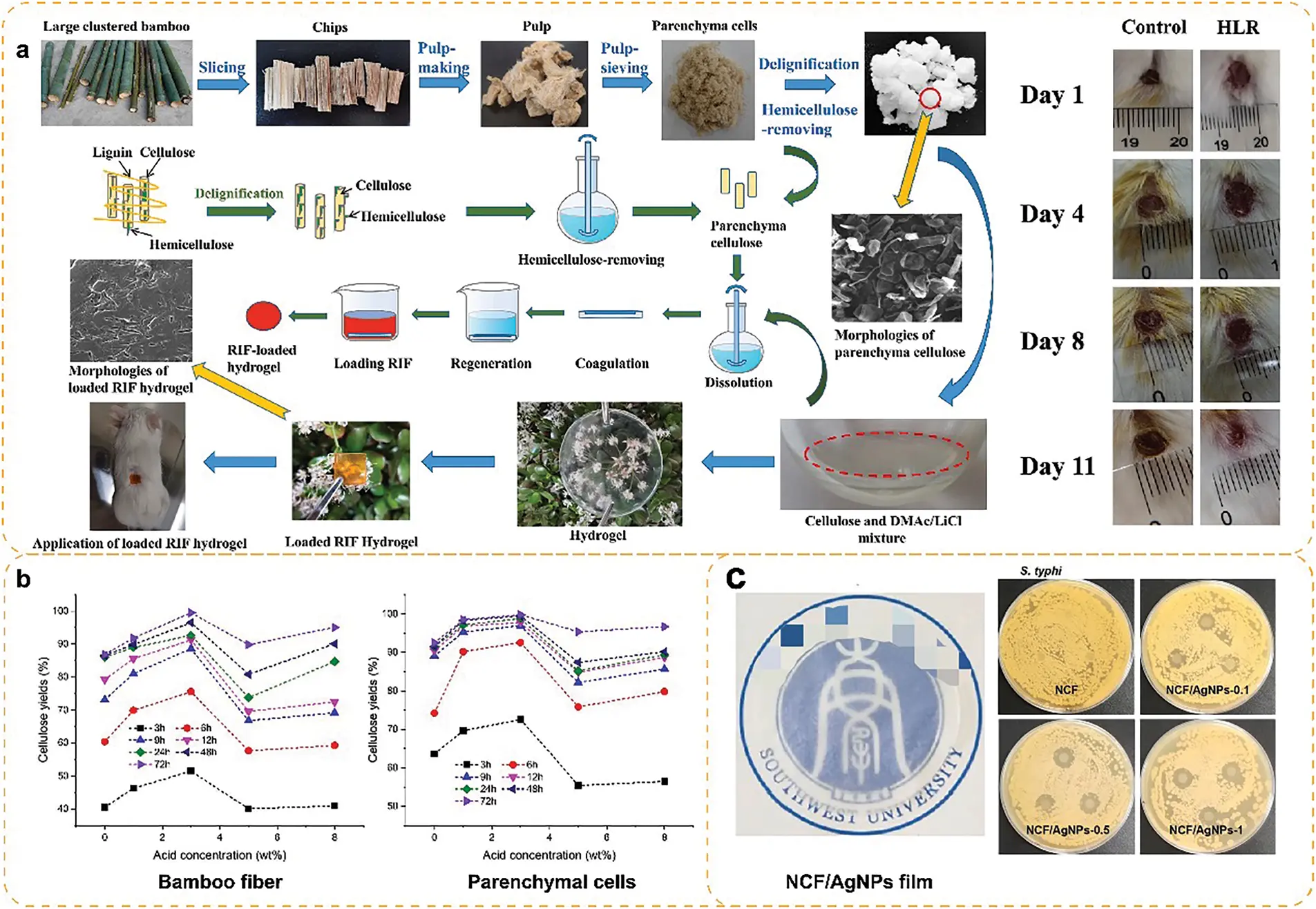 JRM | Free Full-Text | Bamboo Parenchymal Cells: An Untapped Bio-Based ...