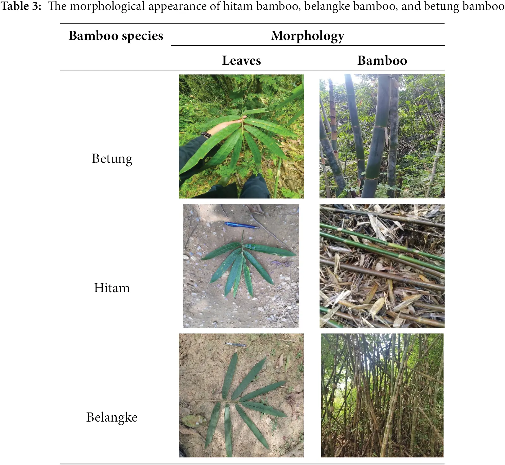 JRM | Free Full-Text | Characteristics of Three Bamboo Species and ...