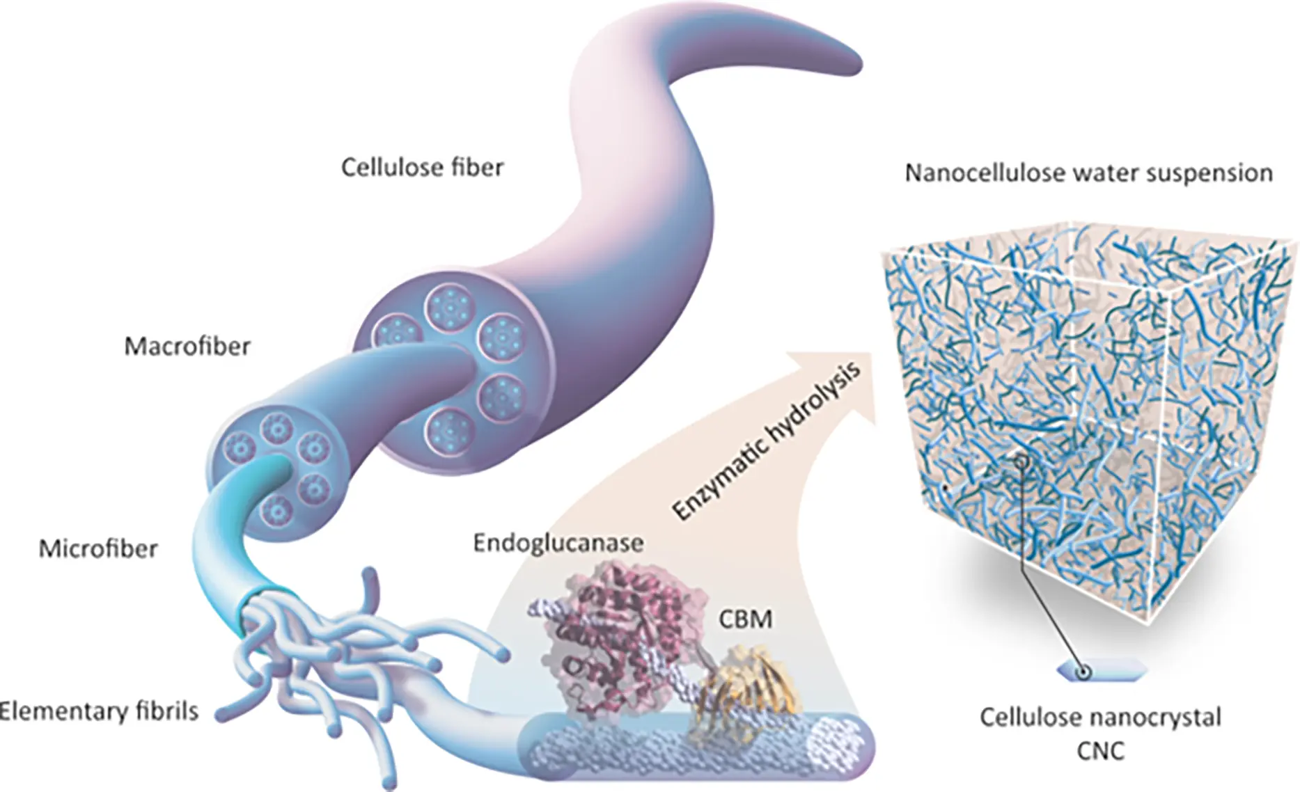 JRM | Free Full-Text | Nanocellulose: A Comprehensive Review of ...