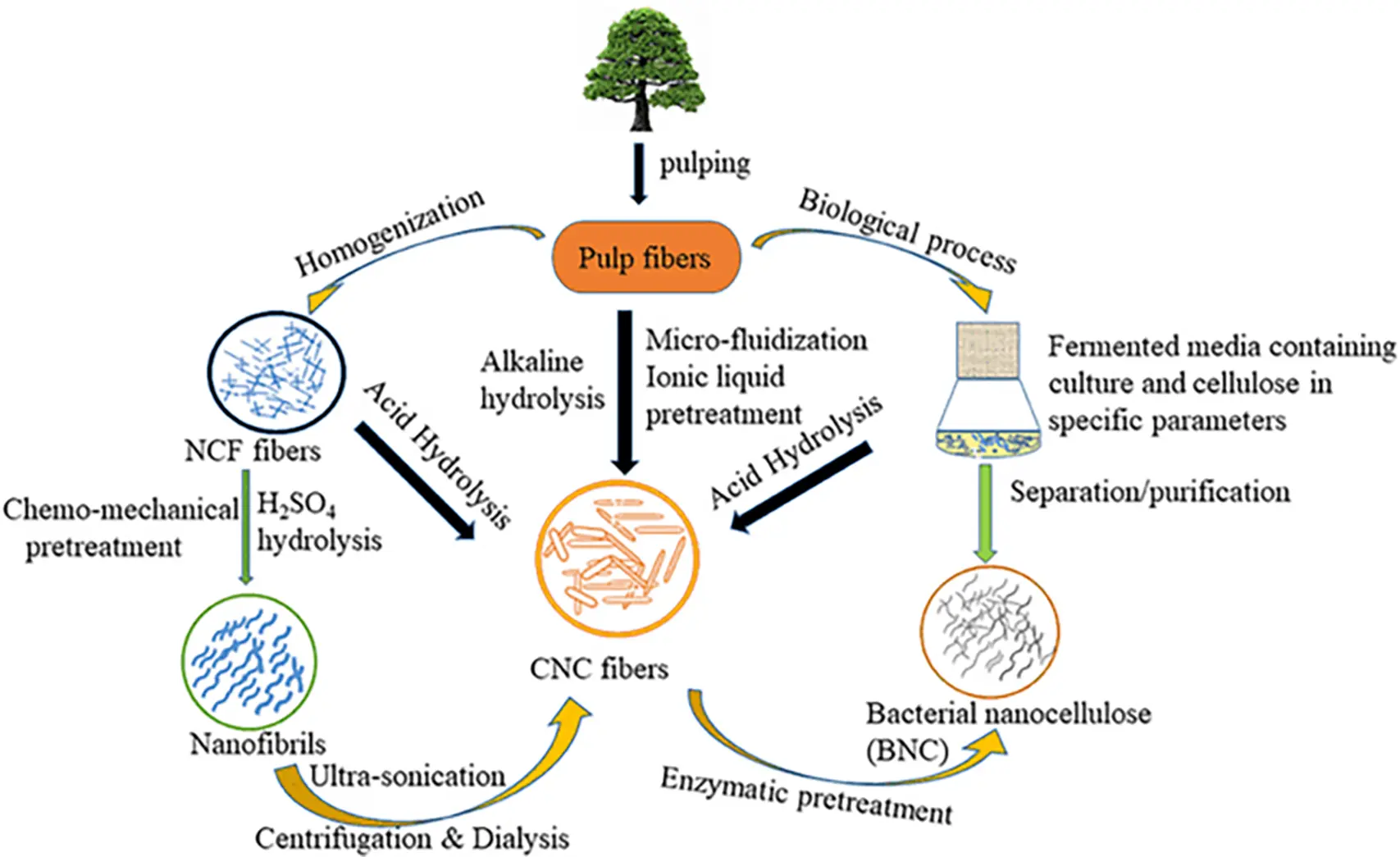 JRM | Free Full-Text | Nanocellulose: A Comprehensive Review of ...