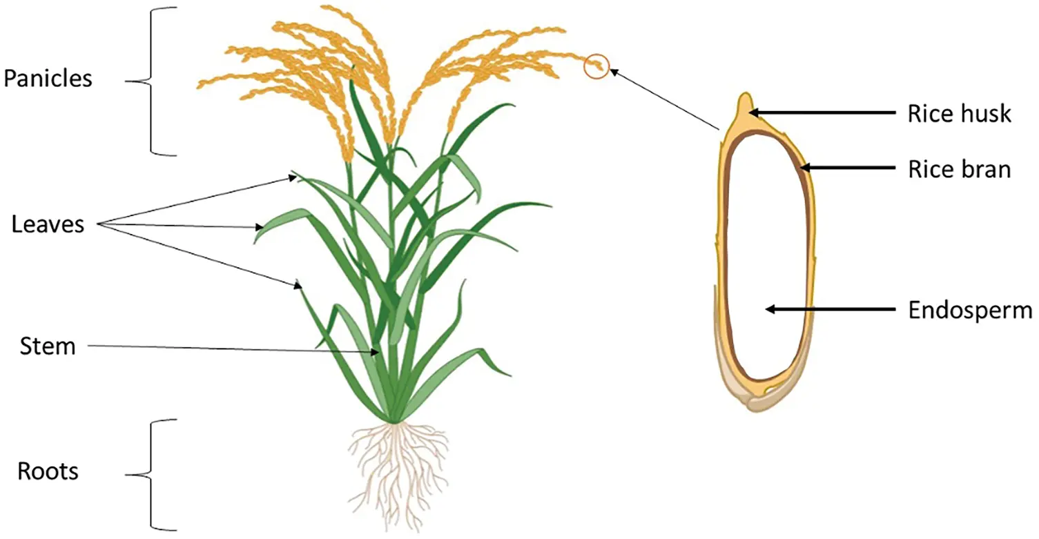 JRM | Free Full-Text | Sustainable Biocomposites from Renewable ...