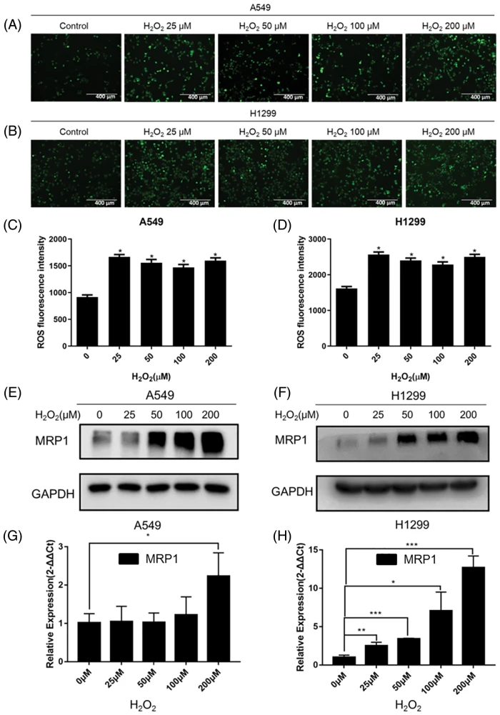 OR | Free Full-Text | The synergistic effects of PRDX5 and