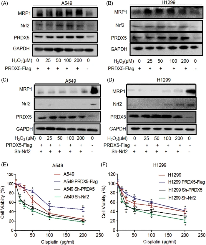 OR | Free Full-Text | The synergistic effects of PRDX5 and