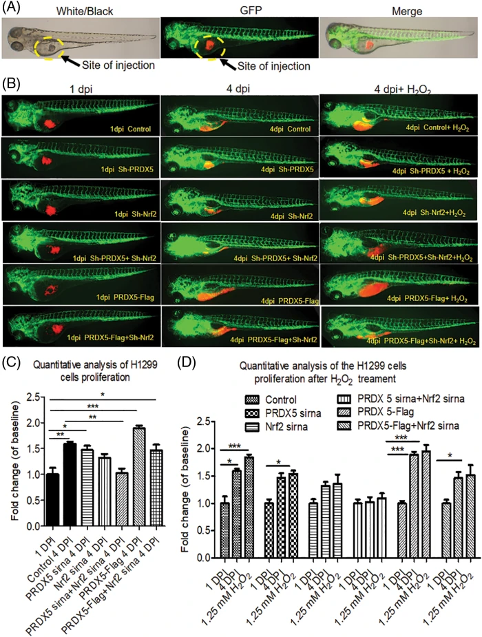 OR | Free Full-Text | The synergistic effects of PRDX5 and