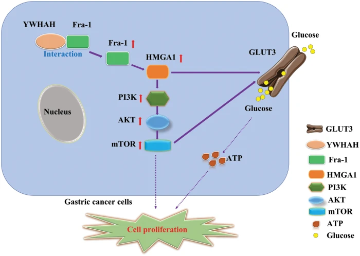 OR | Free Full-Text | YWHAH activates the HMGA1/PI3K/AKT