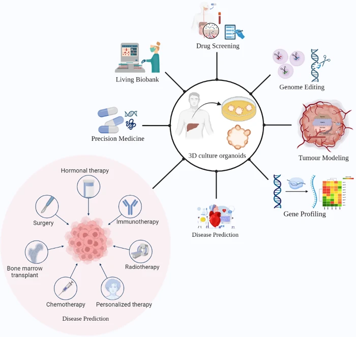 ②りゅうりゅう Organoid as a promising tool for primary liver cancer