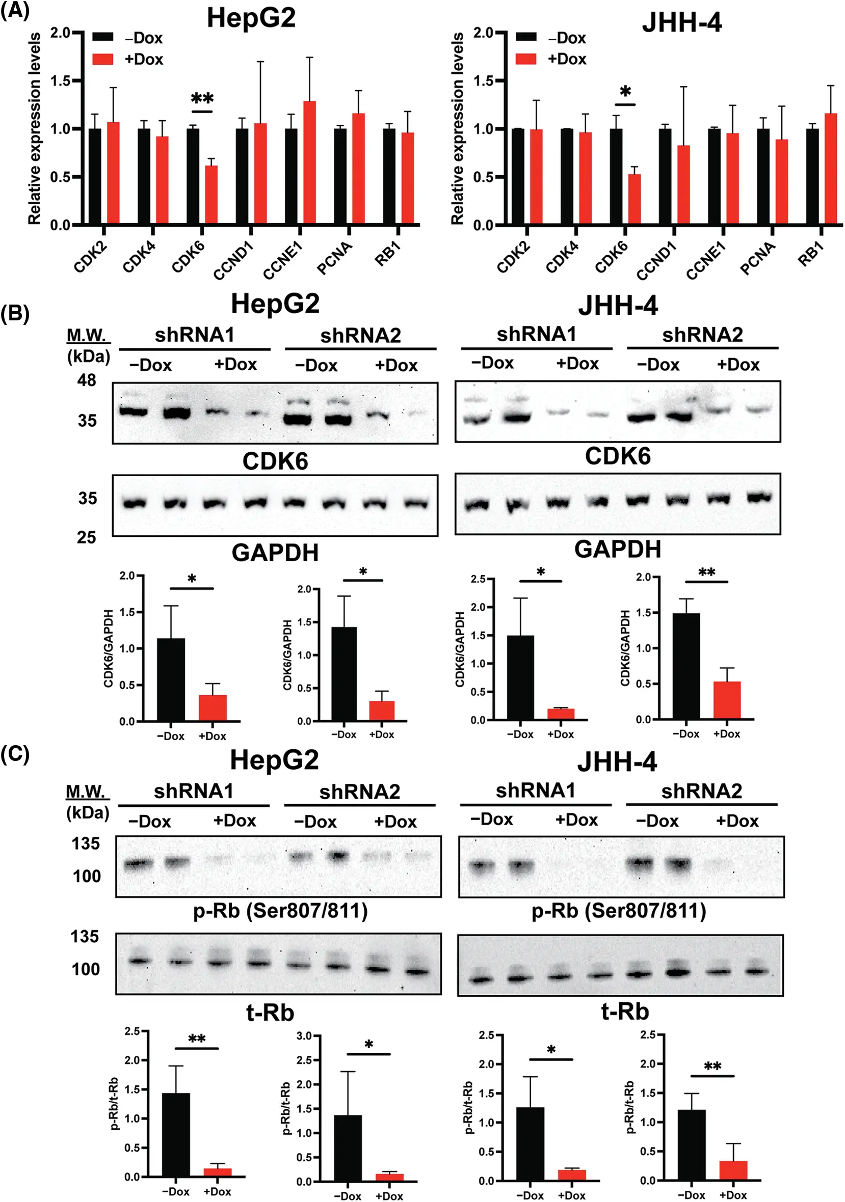 OR | Free Full-Text | Long non-coding RNA H19 promotes proliferation in ...