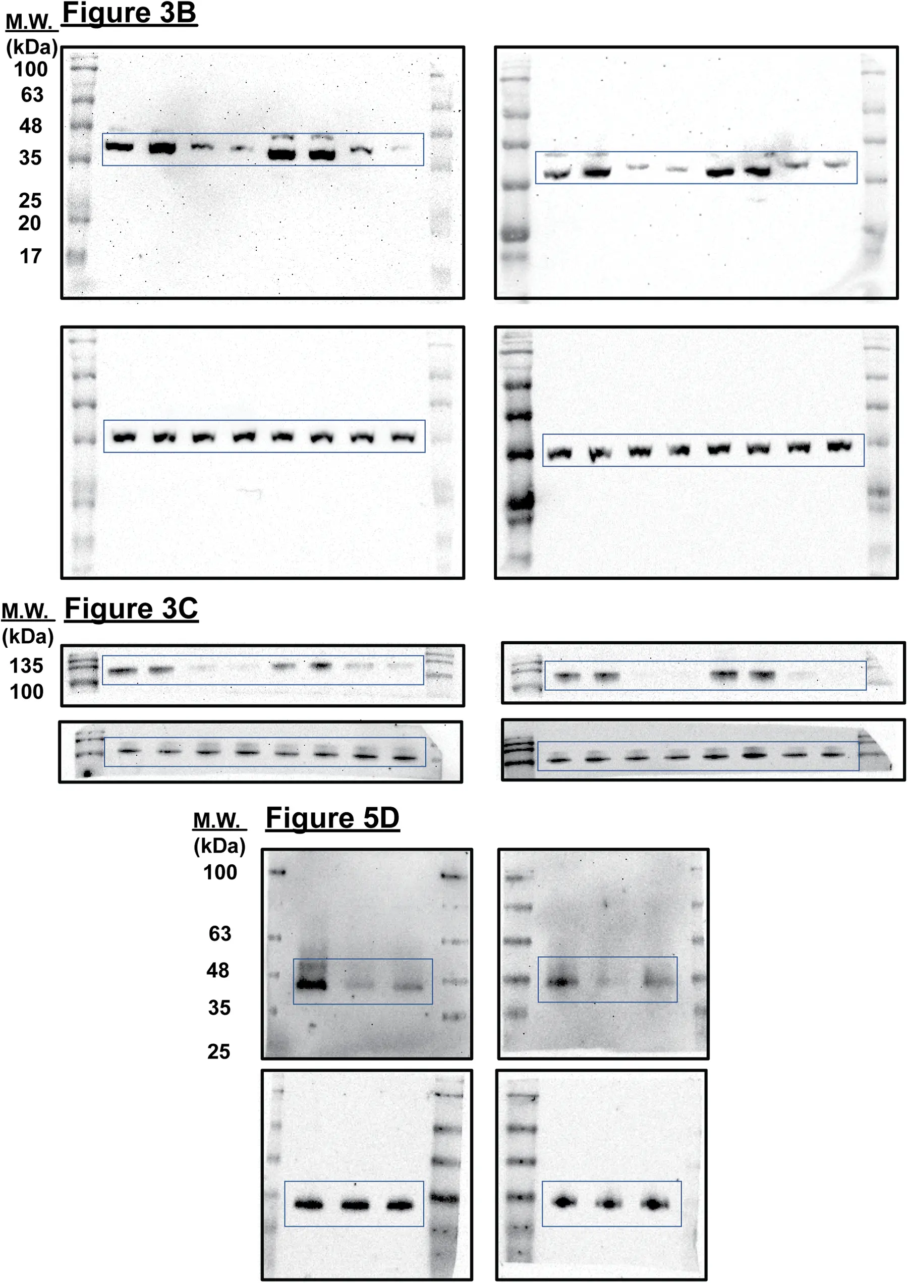 OR | Free Full-Text | Long non-coding RNA H19 promotes proliferation in ...