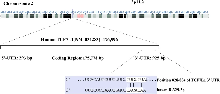 OR | Free Full-Text | MicroRNA-329-3p inhibits the Wnt/β-catenin