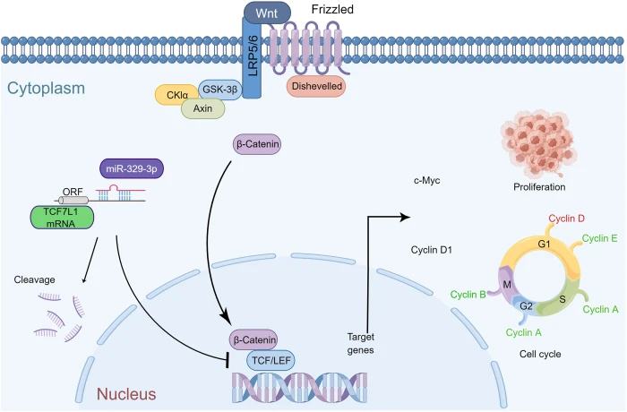 OR | Free Full-Text | MicroRNA-329-3p inhibits the Wnt/β-catenin