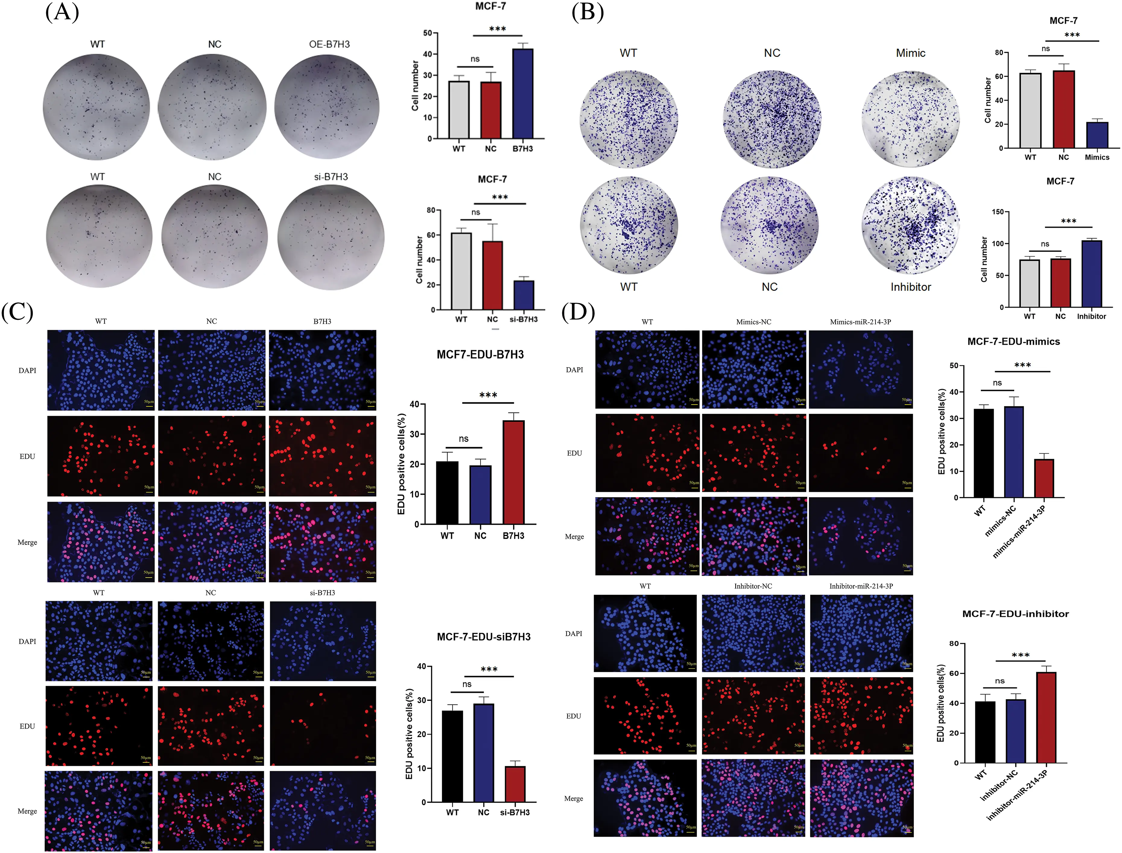 OR | Free Full-Text | Hsa-miR-214-3p inhibits breast cancer cell growth ...