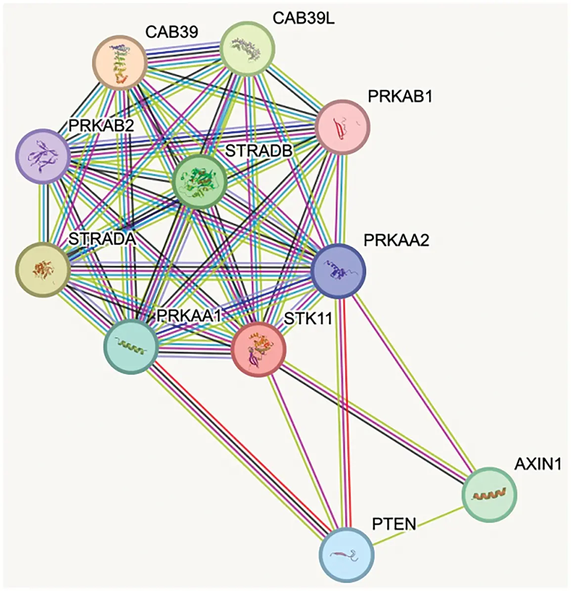 OR | Free Full-Text | Targeting AMPK for Cancer Therapy: Metabolic ...