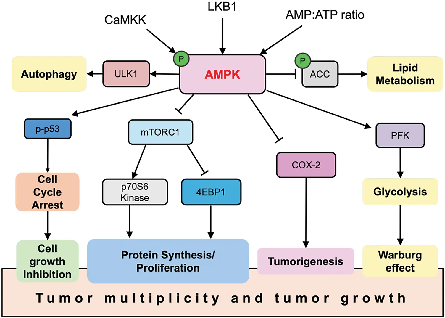 OR | Free Full-Text | Targeting AMPK for Cancer Therapy: Metabolic ...