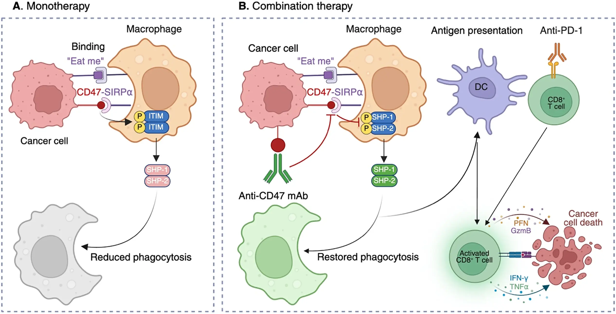 OR | Free Full-Text | CD47-Targeted Therapy in Cancer Immunotherapy: At ...