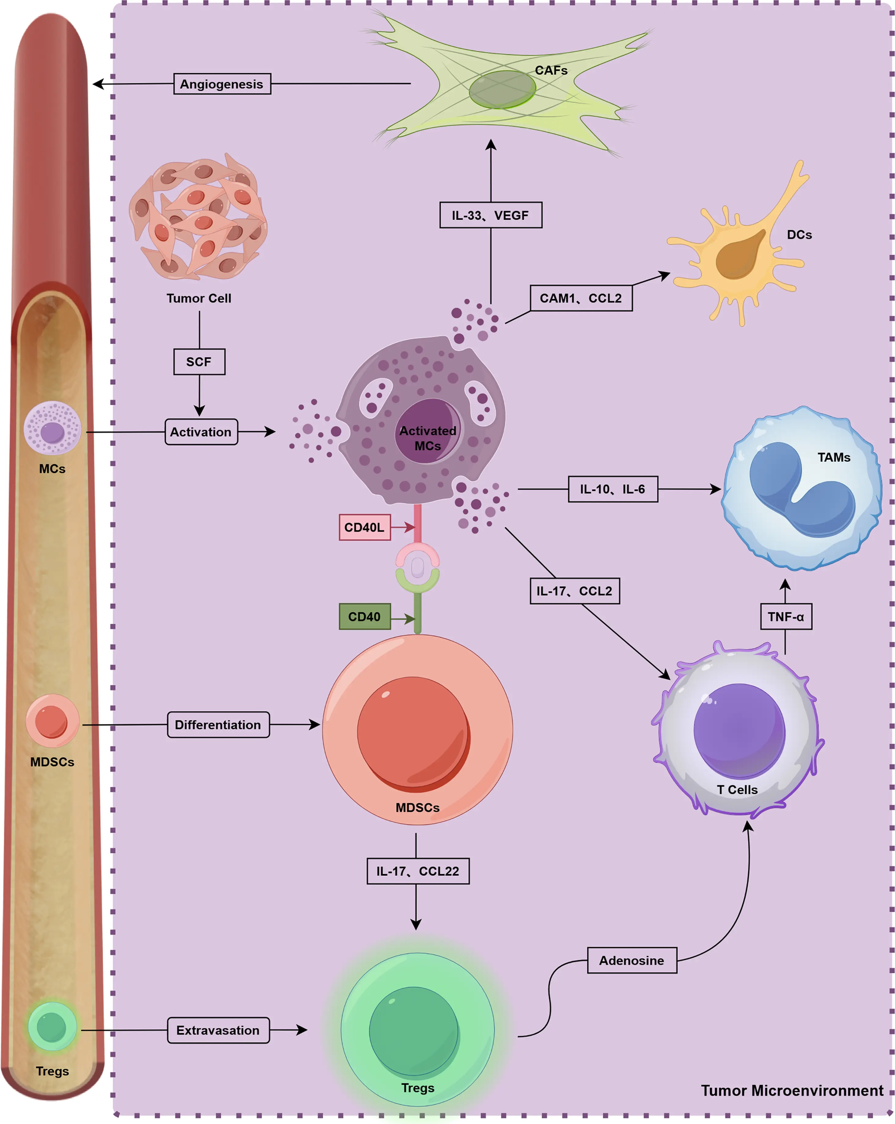 OR | Free Full-Text | Mast Cells in the Solid Tumor Microenvironment ...
