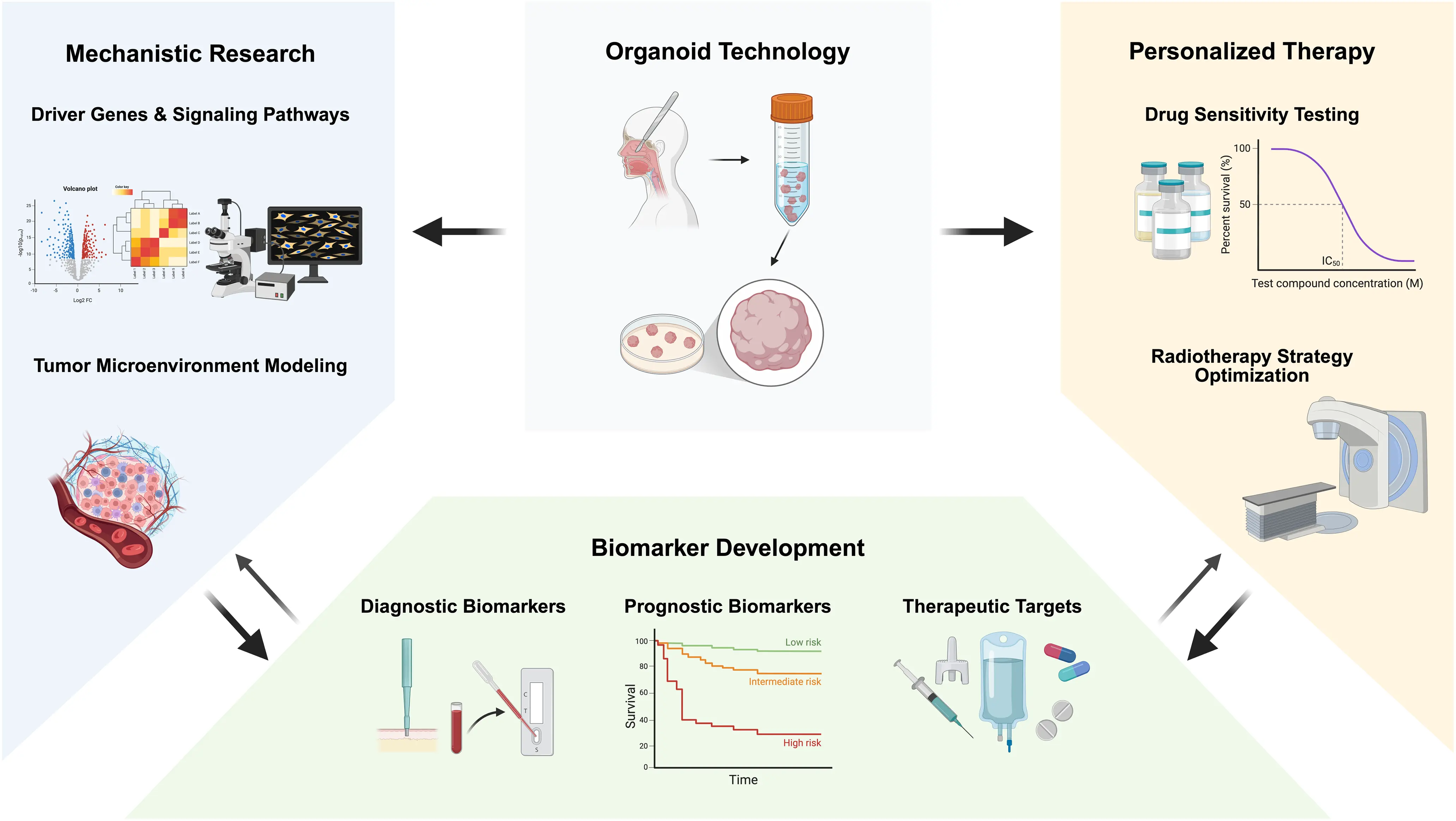 OR | Free Full-Text | Organoid Technology in Precision Medicine for ...
