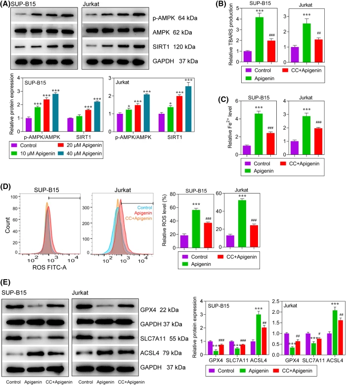 OR | Free Full-Text | Apigenin facilitates apoptosis of acute