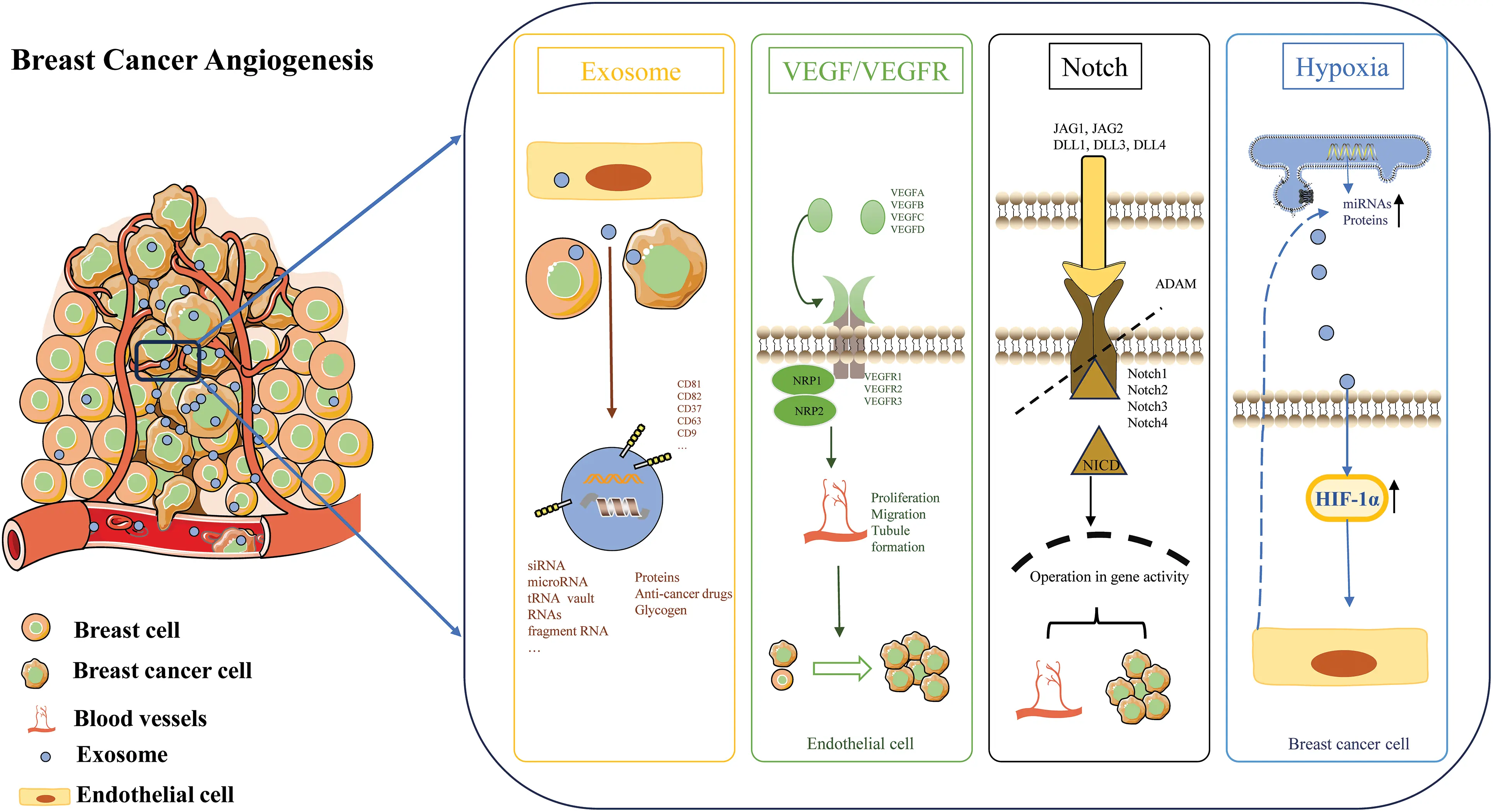 OR | Free Full-Text | Effects and mechanisms of exosomes in ...