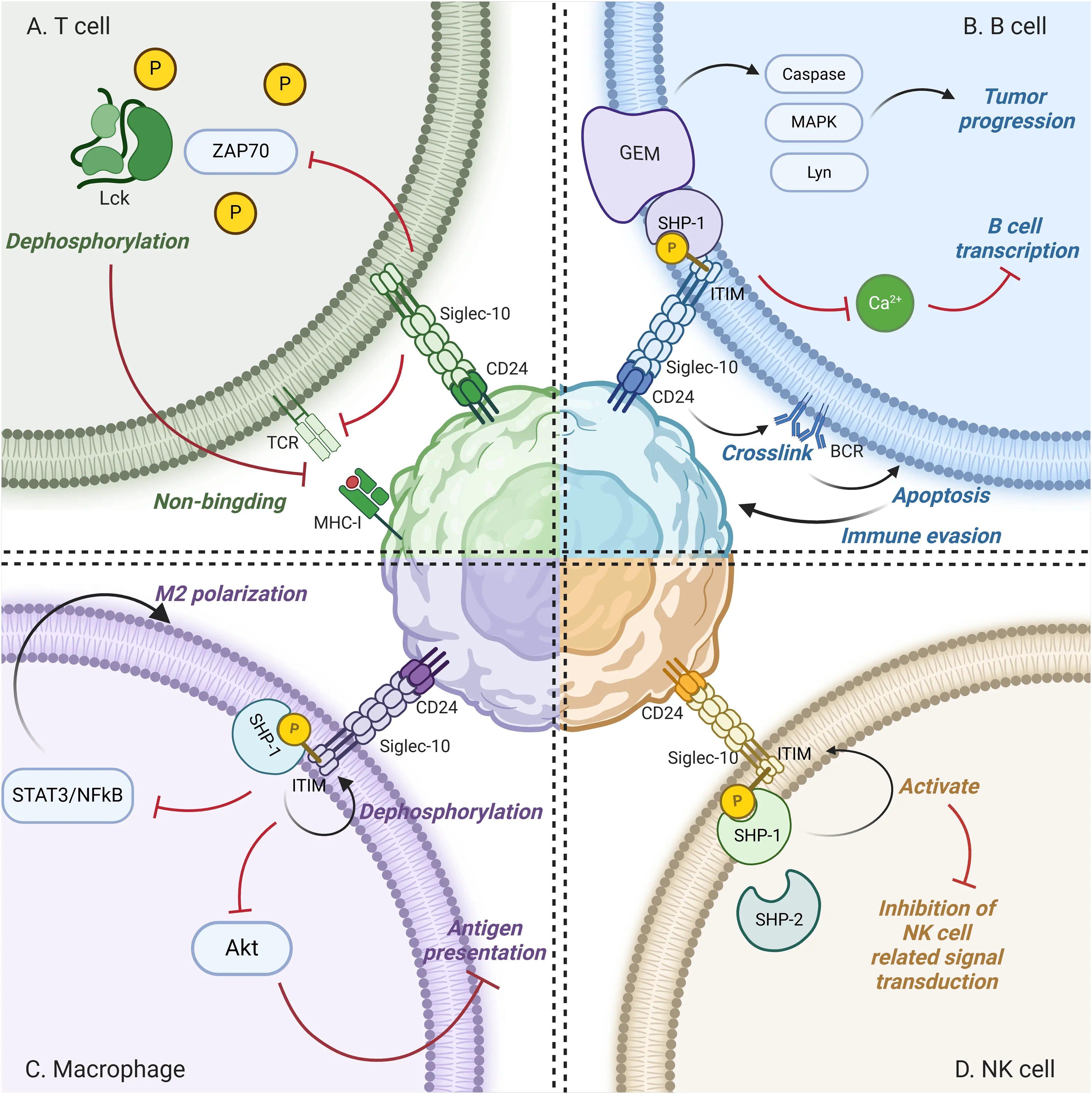 OR | Free Full-Text | Decoding CD24: Roles of chemoradiotherapy ...